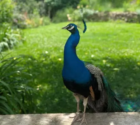 Dans Le Parc National Des Cevennes
