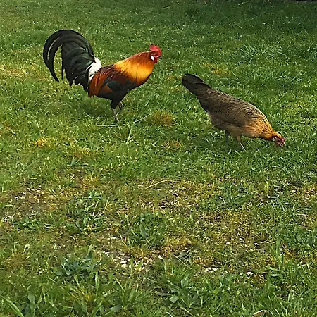 Dans Le Parc National Des Cevennes